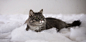 cat-pet-tabby-kitten-383dd4aeb50e1c5222183cc9cf56de41.jpg (3730×1837)