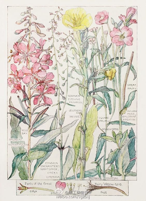 1910年的植物手绘图鉴 BY H. I...
