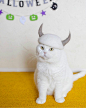 摄影师Ryo Yamazaki 的创意新作——猫猫猫毛帽