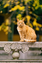 苏州西园寺里，皈依的大橘猫“铛铛” ​​​​