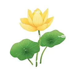 荷叶荷花插画手绘唯美元素