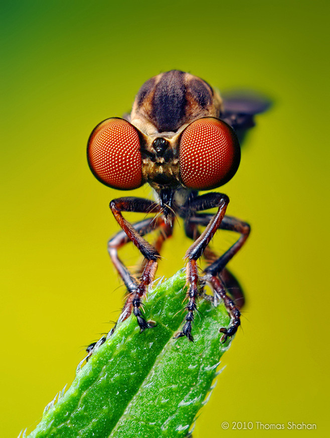 Smithsonian Magazine