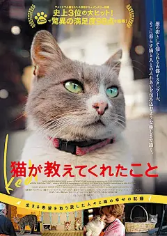爱猫之城 Kedi 海报