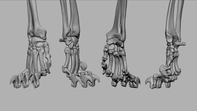 Lion Skeletal System...