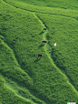 The background features grassland with cows as accents in a detailed style with high definition details and high resolution. The color palette is light and gives a natural and organic feel. Walking leisurely through her surroundings in an abstract style. 