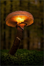 Glowing mushroom