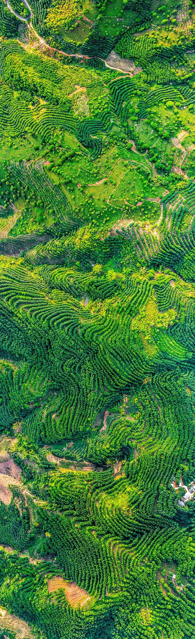 景迈山茶园