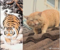 大融
猛虎下山图