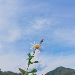 阿等等采集到花卉世界~･✿