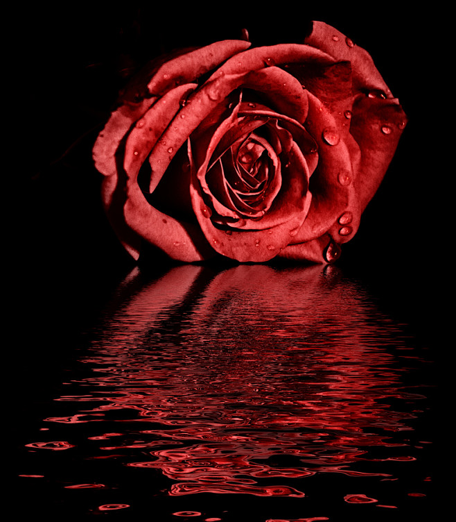 The rose