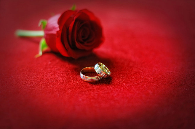 红色玫瑰花与戒指