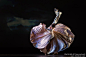 世界名人网 - mitsi - 亚美舞蹈团第十一届“锦绣中华”舞蹈晚会集锦（一）（8图）
