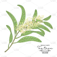 Melaleuca植物。茶树分枝，花朵在白色的背景上被隔离。矢量植物图解。色彩艳丽的酒体. 