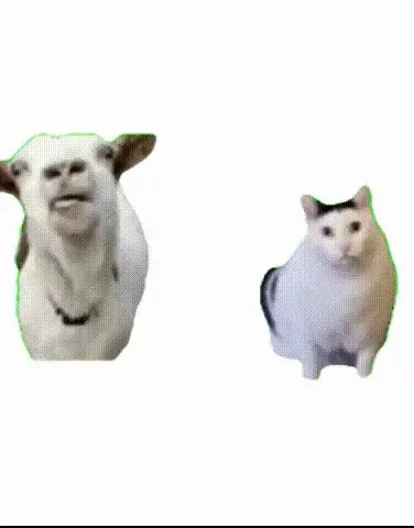 吐舌羊和brah猫gif分享