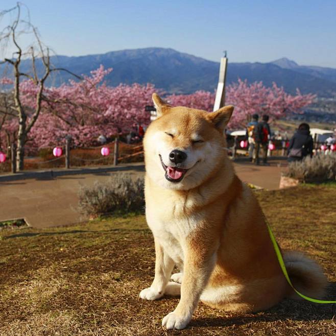 #柴犬#