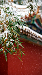 下雪后的故宫景色图片