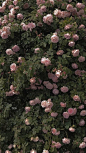 (519) Pinterest