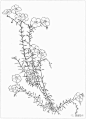 植物线稿 (295)