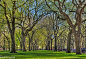 Flickr 搜尋: central park