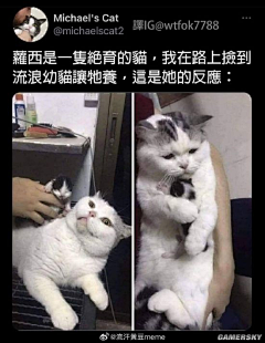 槌豆豆·采集到猫狗小动物