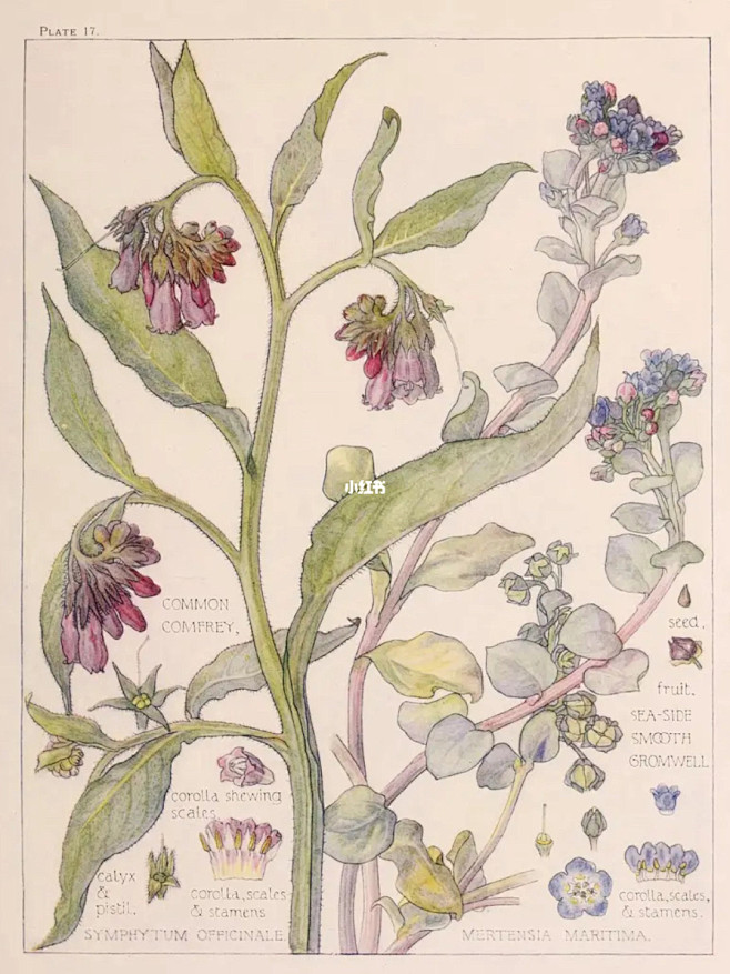 钢笔淡彩手绘植物图鉴6 : 植物的姿态色...