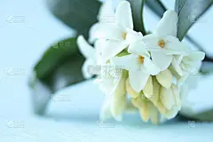 白瑞香(金秋歌)