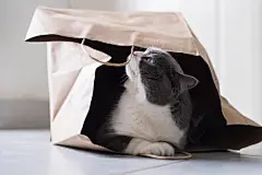 点击来源直接获取大图文件 |British shorthair hiding in a paper bag
