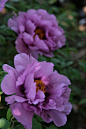 Purple flowers are a great way to add interest to your yard or landscape. See some of our favorite purple garden flowers!