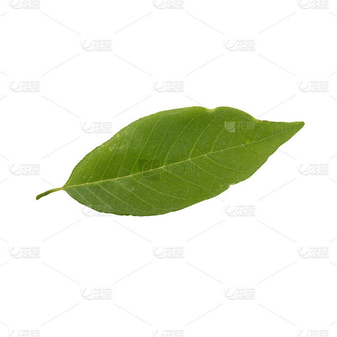 白背景上的番荔枝叶子