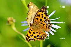 蝴蝶 花 授粉 昆虫 花卉背景 飞虫 蝴蝶的翅膀 盛开 花壁纸