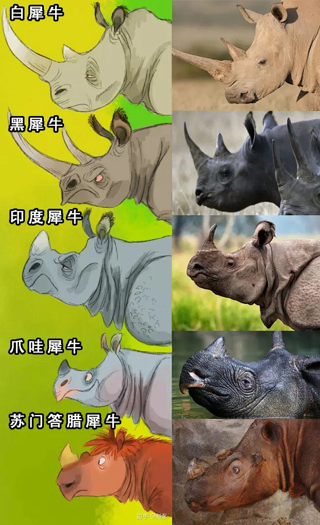 犀牛