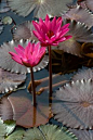 water lilies