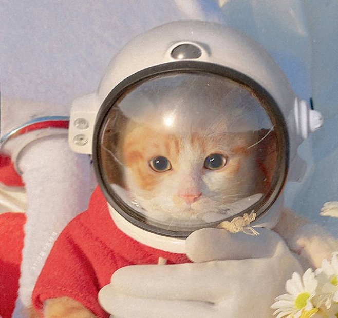 小猫宇航员情侣头像 