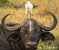 2018搞笑野生动物摄影奖参赛作品精选 : 『搞笑野生动物摄影奖』（Comedy Wildlife Photography Awards）是由野生动物摄影师Tom Sullam和Paul Joynson-Hicks创办的年度大赛，现已进入第四个年头了，该比赛希望通过笑声的力量，能够提高大家保护动物的意识…