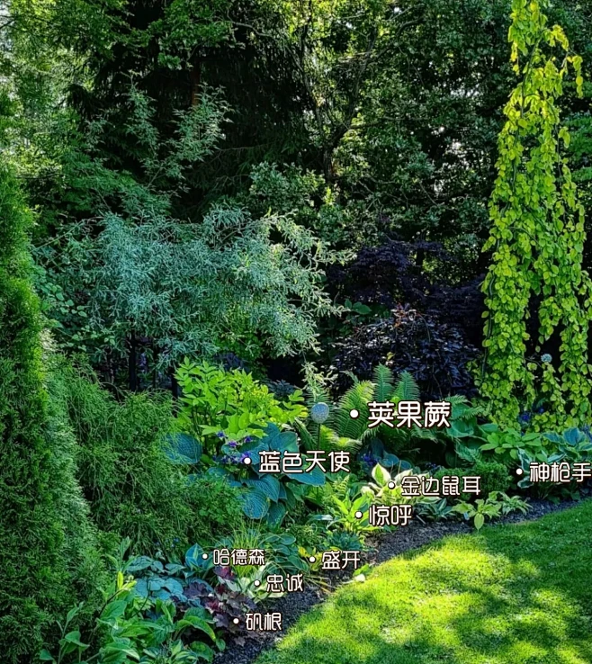 植物配置实景 (101)-花瓣网