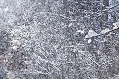 风吹走了雪
