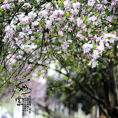 ∞彩虹糖采集到花花世界