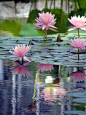 water lilies