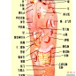 脚底 穴位 器官 对应