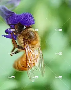 蜜蜂 昆虫 花蜜 花壁纸 花 美丽的花朵 丹参 花卉背景 花园