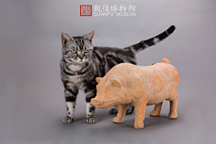 孤行黑猫采集到口耐的小动物