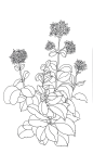 42手绘插画装饰线稿花卉植物线稿手抄报海报免扣元素