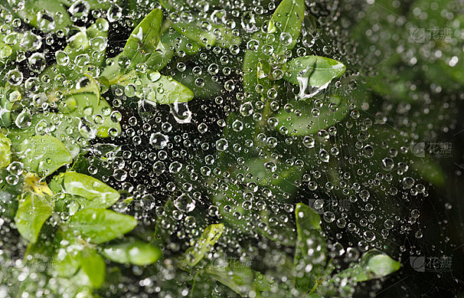 雨滴落在网上