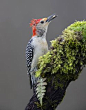 Photos of the genre - Animals. Professional photo community 35PHOTO