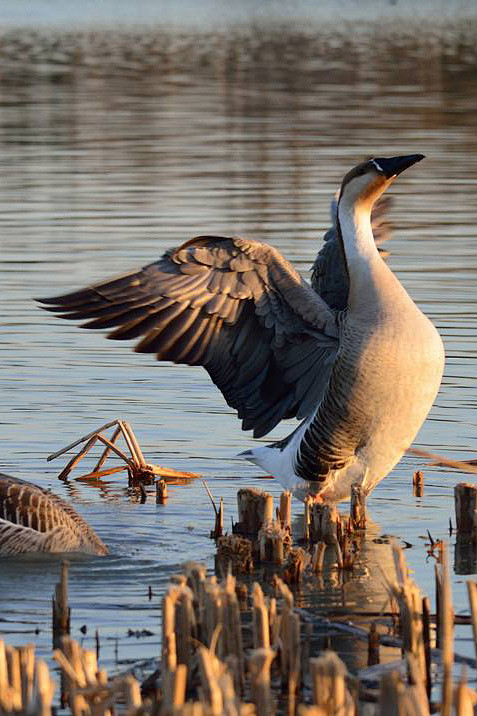 雁形目鸭科雁属鸿雁