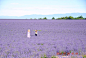 法国探亲自驾；瑞士北欧跟团（2013.6.25--8.8）《一》南法自驾、古堡、薰衣草