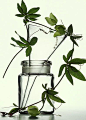 Peter Lippmann :: photographer :: MEDICINAL PLANTS 1 /: _科技/实验室/生物 _T2019110 #率叶插件，让花瓣网更好用#
---------------------------------------
我在使用【率叶_花瓣的嫁衣】，一个使用花瓣网”效率更高“的浏览器插件，你也来吧！
> http://jiuxihuan.net/lvye/?yqr=17193891