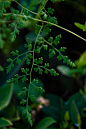 植物