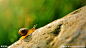 蜗牛摄影图_自然_自然风景_自然景观_摄影图库_昵图网nipic.com