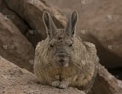 山地兔鼠,玻利维亚,南美,南,野外动物,阿塔卡马沙漠,野生动物,橙色,哺乳纲,自然美